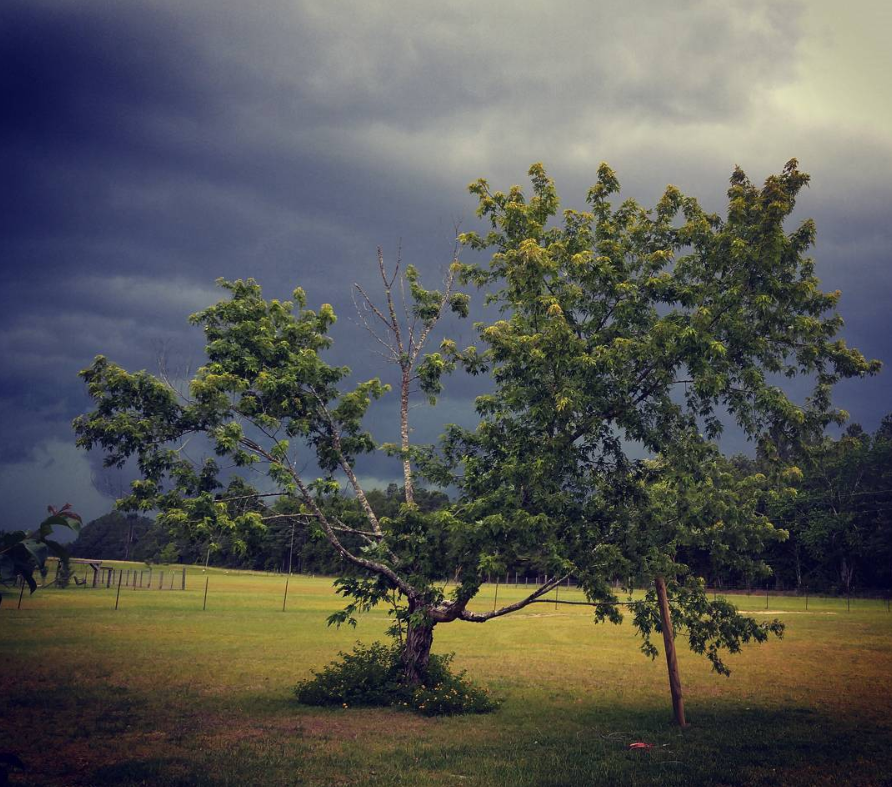 Storm Dream Tree Dreams Healing Cancer Believing for a Miracle