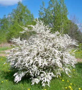 Bridal Wreath Spirea