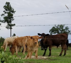 Cows, Pasture, Ruminate, No Regrets